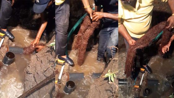 Coupure d'eau pendant cinq jours : un banian... à la racine du blocage d'un conduit