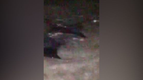 Balaclava : des raies aperçues dans le lagon