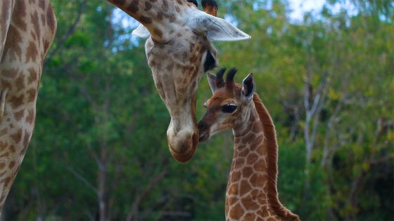 Naissance du premier girafon à Maurice : un coup de cœur nommé Nyota 