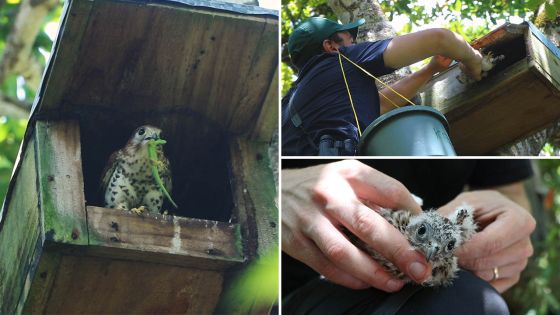 Protection des oiseaux endémiques : des Kestrels et des … hommes