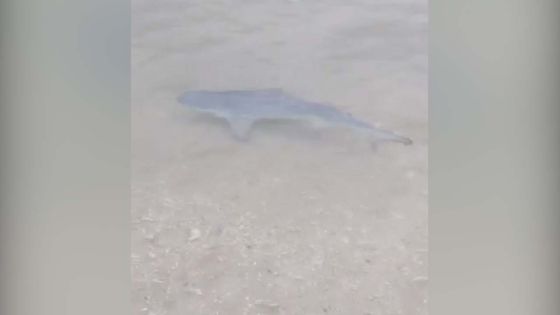 Un requin aperçu au bord de la plage publique de Le Goulet