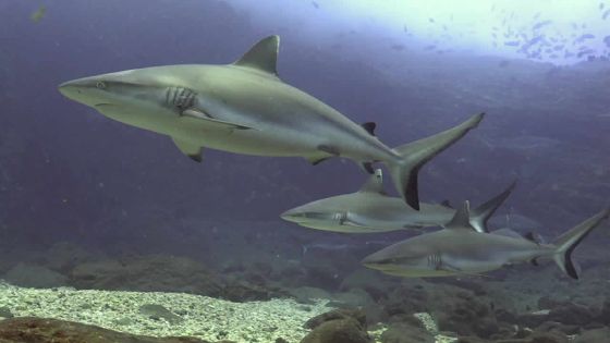 Des requins au nord de Maurice : des images exceptionnelles 