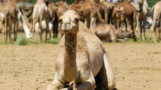 Sécheresse en Australie : plus de 5 000 dromadaires sauvages abattus