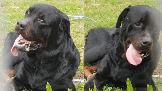 Où sont passés les deux Rottweilers qui ont semé la peur dans des quartiers de Vacoas ?