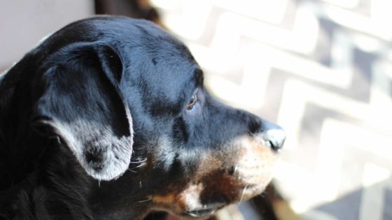 Goodlands : un Britannique dit avoir été mordu par plusieurs chiens