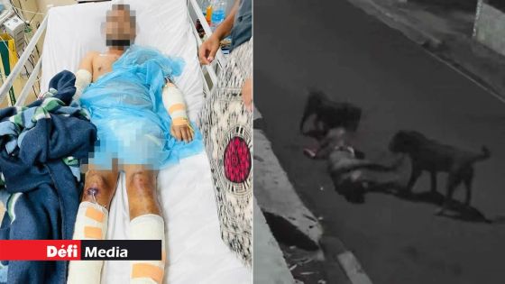 Sous la garde de l’unité canine de la police depuis sa capture : un rottweiler suspecté d’agression reconverti en chien policier