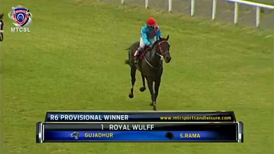 Hippisme : Royal Wulff, coursier de l'écurie Gujadhur, remporte The Duchess of York Cup 