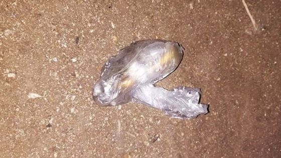 Dans l’Ouest : elle porte plainte après l’atterrissage de contenus bizarres dans sa cour 