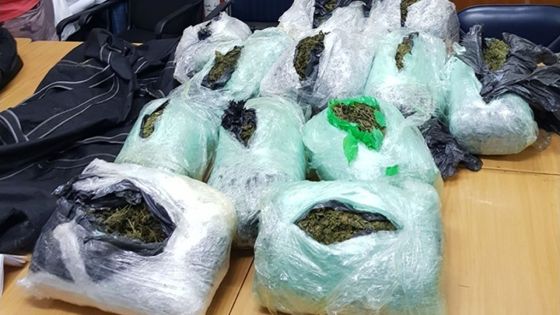 72,55 kilos de gandia importés de La Réunion : les skippers interceptés au Morne étaient sous surveillance 