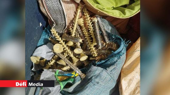 Vol de métaux précieux à Goodlands : trois nouvelles arrestations 