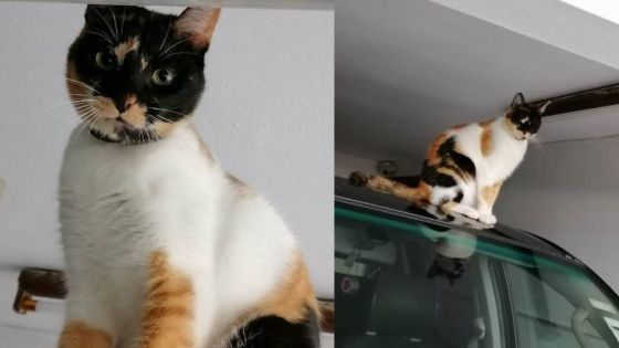 Chat perdu à Camp-Caval, Curepipe : appel à l’aide pour retrouver Shoune