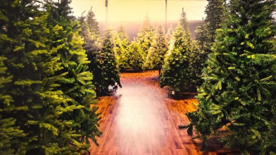 En marge des festivités - Sapins et décorations de Noël : importations de Rs 31,3 millions