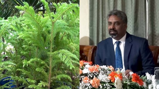 Recevez un petit sapin en cadeau pour planter à l’achat d’un arbre de Noël