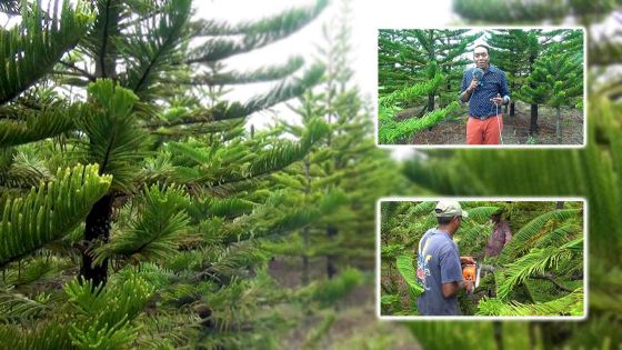 Arbre de Noël : quand l’araucaria a la cote 