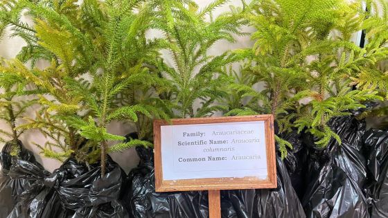 Département des Bois et Forêts : des sapins naturels en vente à Rs 200 à partir du 21 décembre 