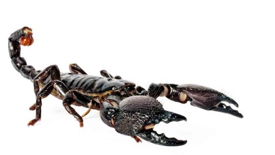 Des scorpions provoquent des frissons au port 