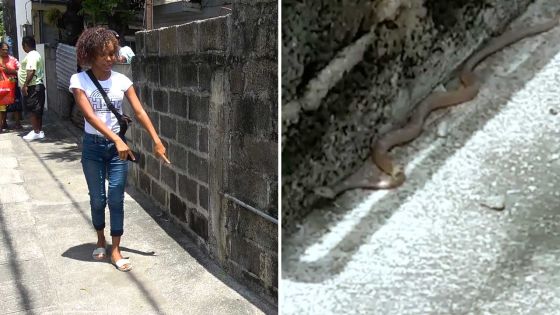 Cassis : une ado croit découvrir un « serpent » en pleine rue