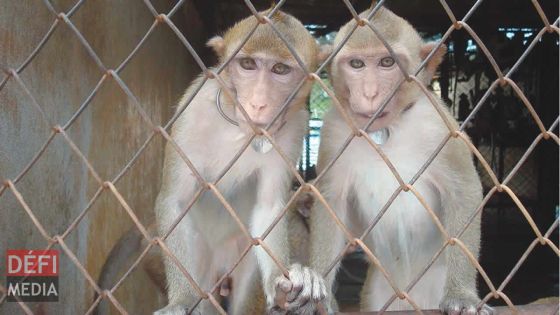 Exportation des singes de Maurice vers des laboratoires : des ONG réclament l’intervention du PM 