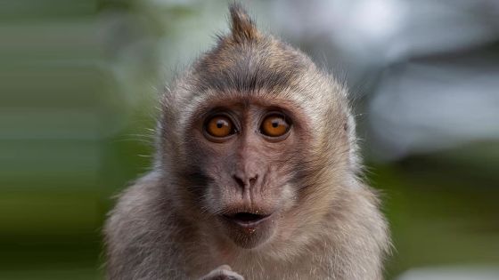 Exportation à des fins de recherche médicale : feu vert du GM au plus grand projet d’élevage