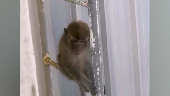 Rose-Hill : le singe qui terrifiait tout un quartier finalement capturé