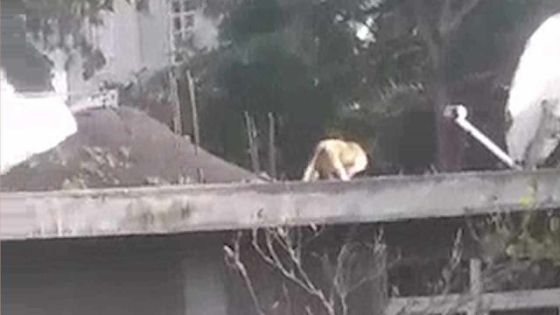 Baie-du-Cap : trois singes, dont l’un avait attaqué un enfant, sèment la terreur 