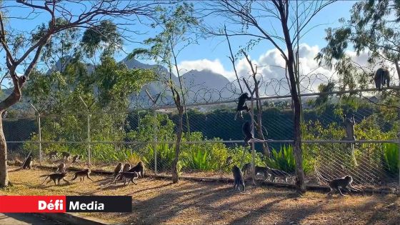 Prolifération des singes : un problème qui prend de l’ampleur 