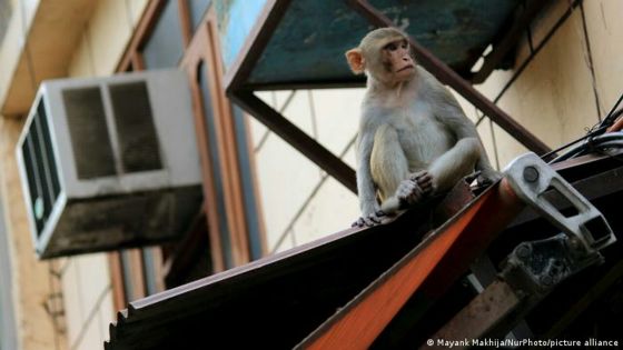 Inde : deux hommes arrêtés pour avoir volé de l'argent à l'aide de singes