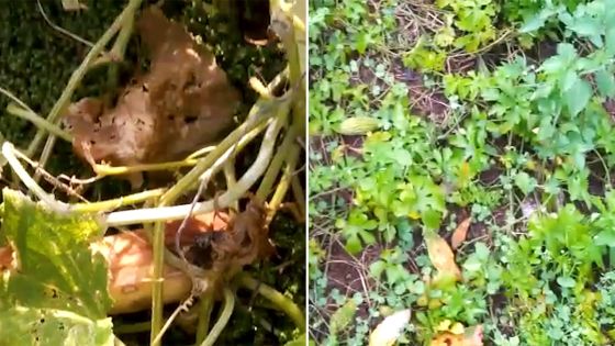 Faute de pouvoir être livrés, des fruits et légumes abandonnés dans des plantations du Sud