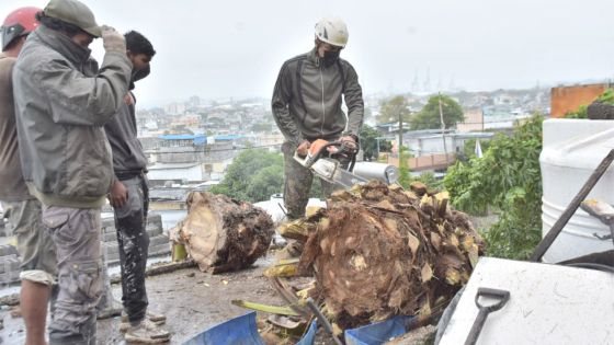 Des vents violents ont provoqué des chutes d’arbres dans la capitale 