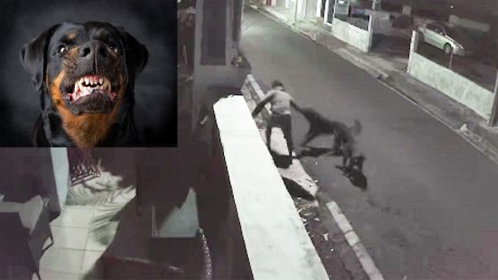 Incident survenu dimanche soir à Port-Louis : Un homme agressé par deux rottweilers risque l’amputation