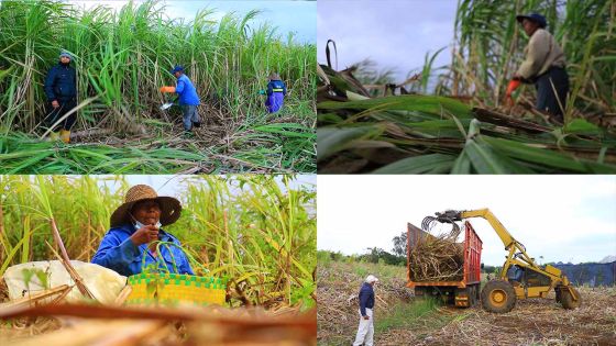 Récolte sucrière: Coupeurs et coupeuses de cannes ces  travailleurs de l'ombre