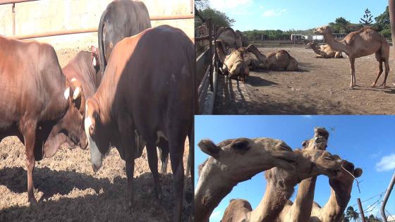 Eid-Ul-Adha : les préparatifs ont commencé