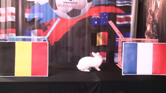 Belgique-France et Croatie-Angleterre : découvrez les pronostics de Zougadou, le lapin mauricien