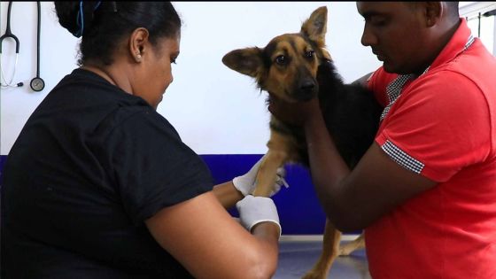 Campagne de stérilisation des animaux