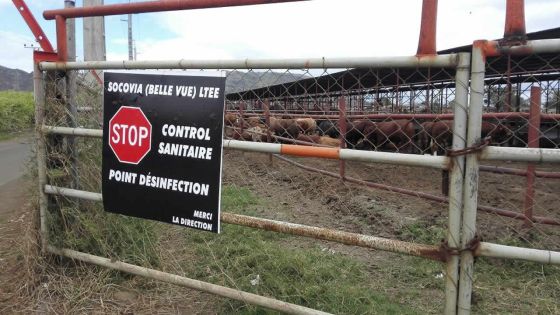 Socovia : 70% du cheptel affectés par la fièvre aphteuse ; le remboursement des clients a débuté