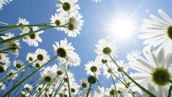 Météo : la température maximale supérieure à la moyenne