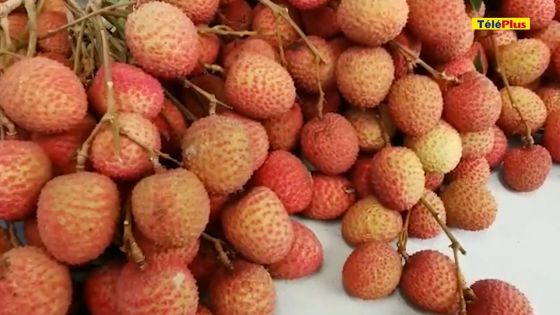 Fruit de saison : Les letchis déjà en vente