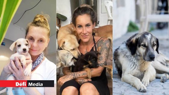 Animal Welfare : Expats rescuing and caring for strays in Mauritius 