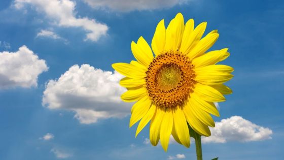 Prévisions météo du 13 novembre