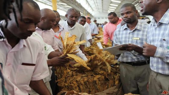 Selon Dailynews : l’île Maurice stoppe l’importation du tabac de Zimbabwe