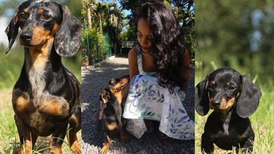 Le teckel : une race canine particulière qui suscite l’intérêt