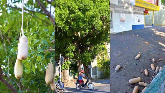 Danger au Citizens Advice Bureau : des «baba calebasses» suspendus dans la capitale