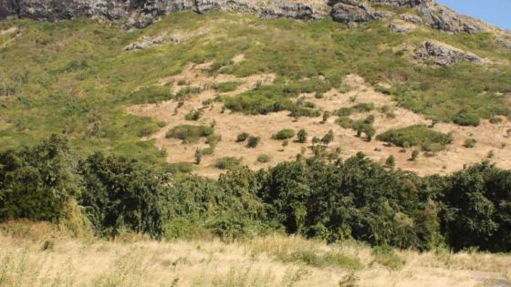 L’État reprendra 170 arpents de terres aux coopératives inopérantes pour les redistribuer pour l’agriculture et l’élevage