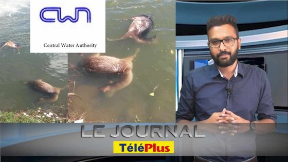 Le Journal TéléPlus : les cadavres de quatre cerfs découverts à La Nicolière, la CWA rassure