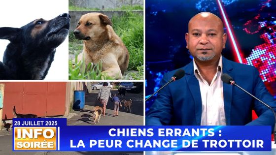 [Info Soirée] : « CHIENS ERRANTS : LA PEUR CHANGE DE TROTTOIR »