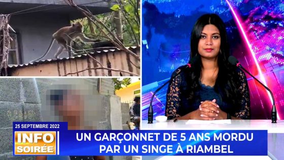 [Info Soirée] : « Mordu par un singe, un garçonnet se remet lentement de ses blessures »