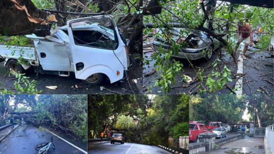 Chute d'un arbre à Pamplemousses : deux véhicules endommagés