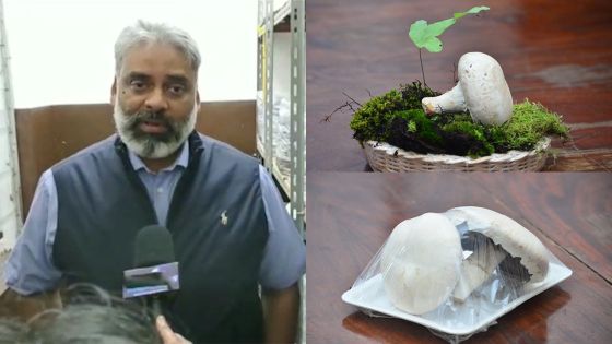 Projet expérimental : Le champignon de Paris cultivé à Maurice