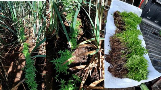  Mont Piton : Rs 18 millions de plants de cannabis déracinés