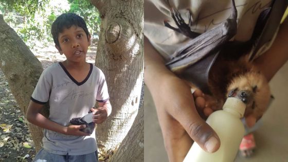 Parc de Gros-Cailloux : rencontre avec Tipo, l’ami des bébés chauves-souris 